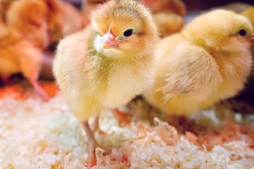 Đặc điểm ngoại hình và khả năng sinh sản, sản lượng thịt của giống gà bản địa.