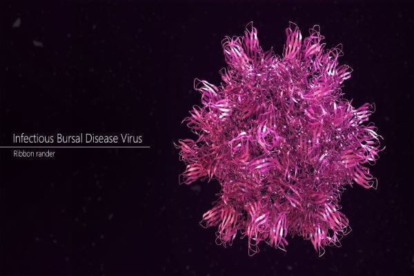 Bệnh Gumboro ở gà (IBD – Infection Bursal Disease) - Tiến Thắng Vet